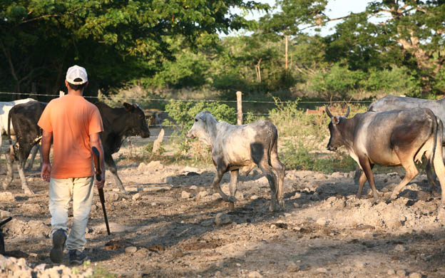 En algunas haciendas roban el ganado y lo sacrifican. (Foto: Archivo)
