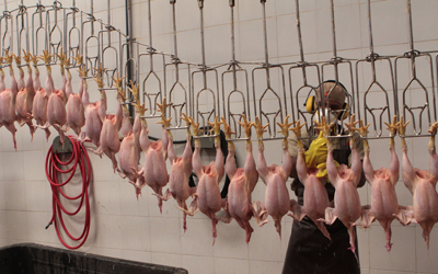 Desde las plantas ya se empluman precios del pollo