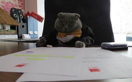 Nombran a un gato como gerente de una empresa