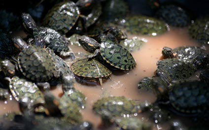 El cambio climático amenaza a las tortugas marinas