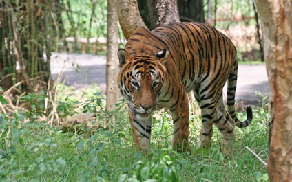 Sólo quedan unos cien tigres de Bengala en Bangladesh