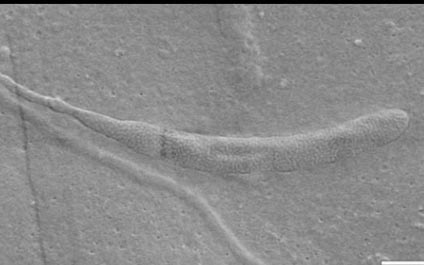 Descubren espermatozoide de hace 50 millones de años