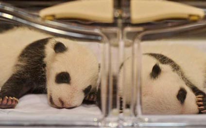 Nacen dos parejas de gemelos de panda en China