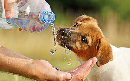 El calor puede ser mortal para perros y gatos