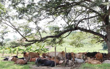 En peligro importación de carne por focos de aftosa en Vietnam