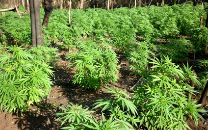 MP acusa a dos hermanos por cultivar marihuana en Lara