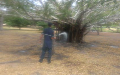 Denuncian quema de árboles de la Vereda del Lago