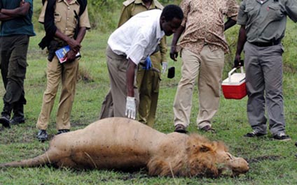 Mueren tres leones envenenados en Kenia