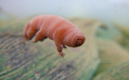 Resucitan un oso de agua que estuvo congelado por 30 años