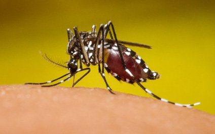 México confirma 15 casos de zika