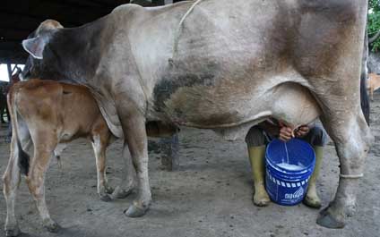 “Imposible producir un litro de leche por debajo de Bs. 210”