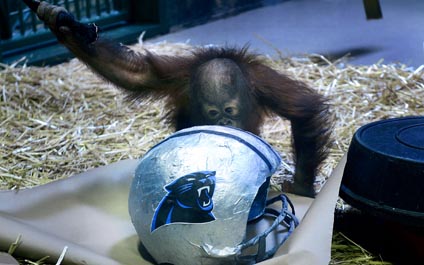 Simio pronostica al ganador del Super Bowl