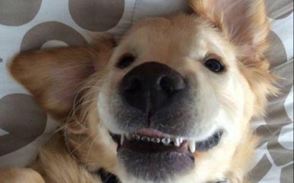 Veterinario le coloca los brackets a un perro