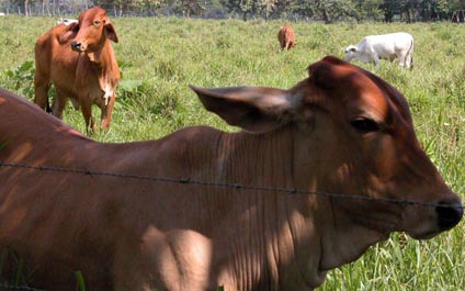En Zulia solo se puede producir la mitad de la leche requerida