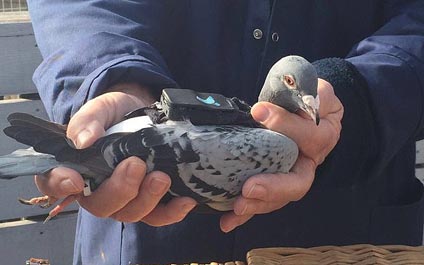 Palomas monitorearán la calidad del aire en Londres