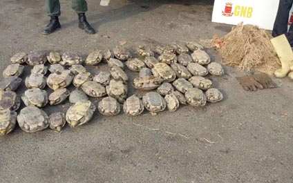 Rescatan 50 tortugas galápagos que iban a ser vendidas