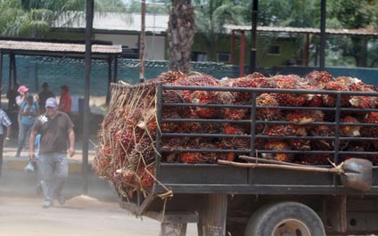 Palmeros rechazan restricciones a productores