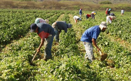 Exoneran a productores agropecuarios del pago del ISLR