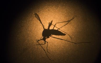 Zika puede dañar las células madre a través de una proteína