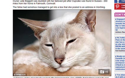 Gata sobrevive ocho días en paquete enviado por correo