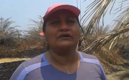 Siete mil 500 hectáreas de palma en el Sur del Lago, bajo cenizas