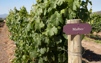Hoy se celebra el día mundial del Malbec