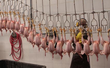 Proave deja de producir 25 mil kilos de pollo