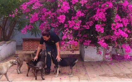 Asoprofasil inicia campaña “adopta un perro o un gato” 