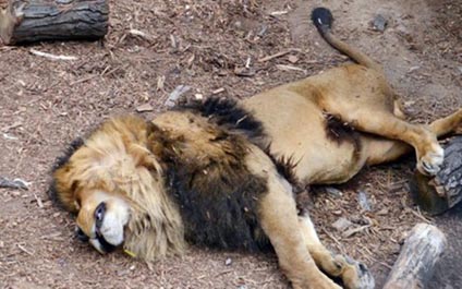 Sacrificaron a dos leones para salvar a un suicida