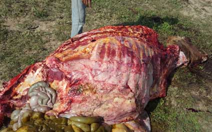 Descuartizan vacas preñadas en La Villa para cargar con el lomito
