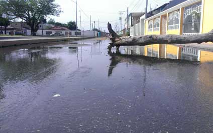 Aguas negras agobian a vecinos de Concordia