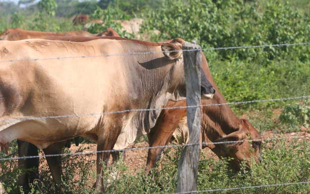 Matan vaca en La Villa y se llevan el lomito