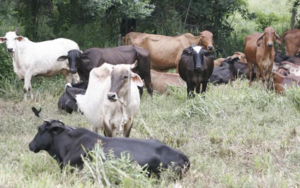 Productores desesperados por impunidad en el robo de ganado