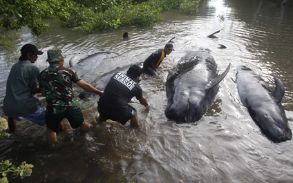 Mueren 10 ballenas varadas en la isla de Java