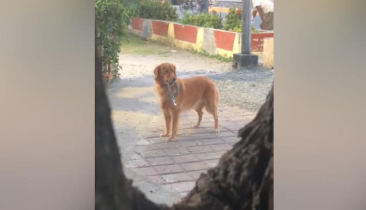 Video de perro buscando a su dueño se vuelve viral