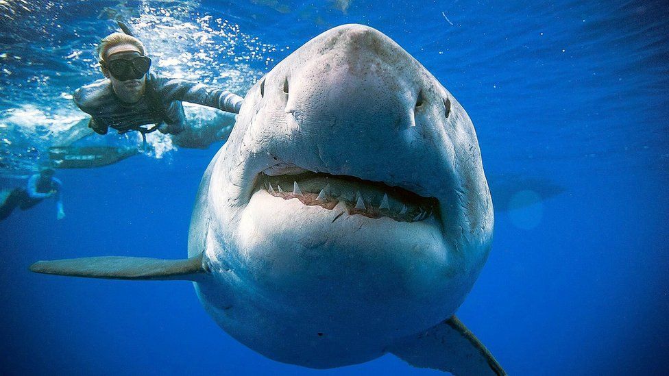Nadan con el tiburón más grande de la historia