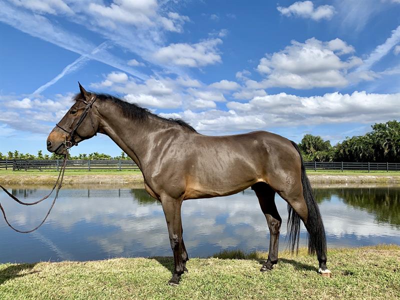 EEUU subasta todos los caballos de extesorero venezolano