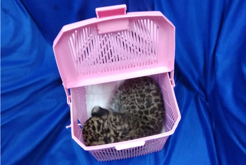 Consiguen cachorro de leopardo en equipaje