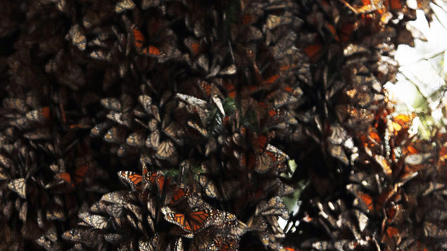 Consiguen colonia de mariposas monarca en México