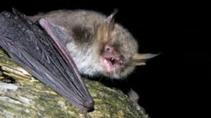 Descubren dos nuevas especies de murciélagos