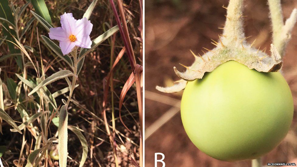 Hallan en Australia tomate que cambia de sexo