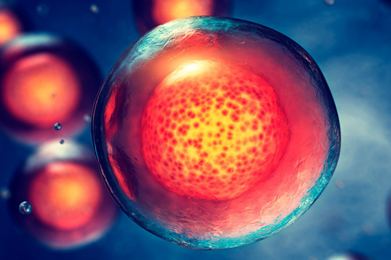 Células madre protegen ante infecciones con bacterias