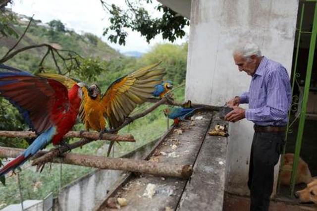 Guacamayas son terapéuticas ante la crisis para los caraqueños