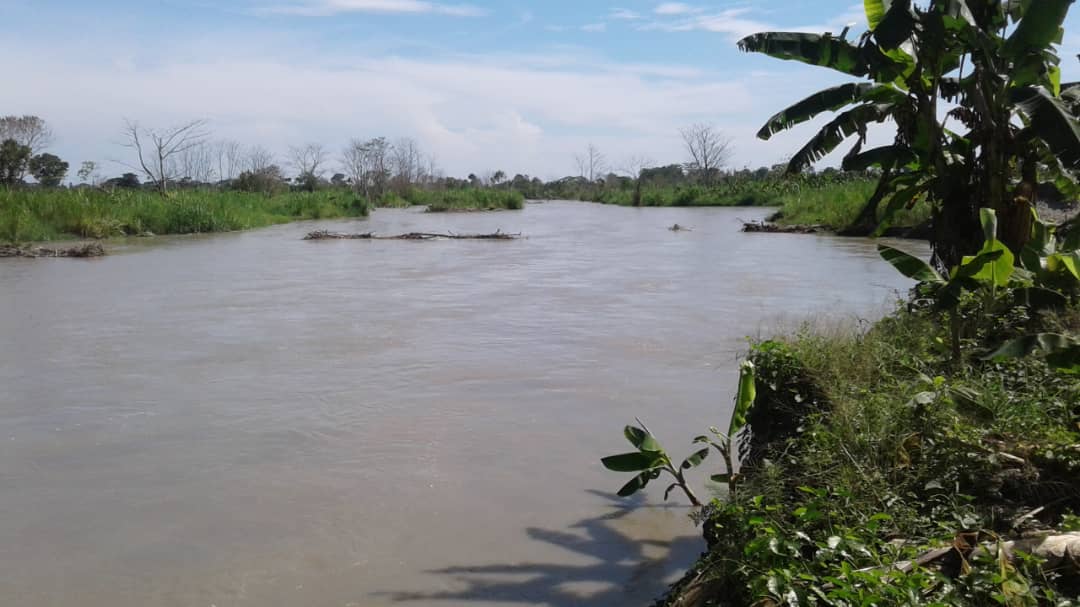 Productores de plátano esperan respuesta a su grave situación