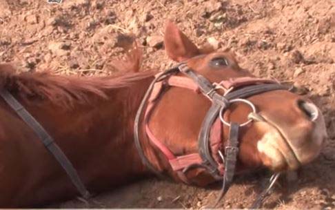 Caballo se hace el muerto para que no lo monten