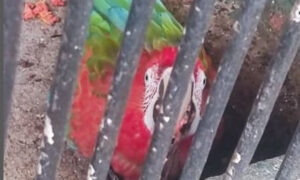 Fedeagro: Cámaras de seguridad en alcabalas disminuirá irregularidades