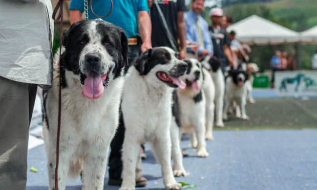 Los perritos