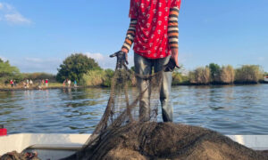 Petróleo fondeado en el Lago perjudica la pesca en San Francisco