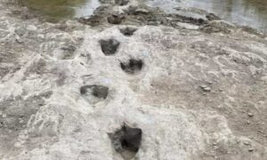 Sequía en EE. UU. devela cadenas de huellas de grandes dinosaurios
