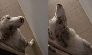 Perrito bloquea entrada a su dueña para que no vea destrozo que dejó
